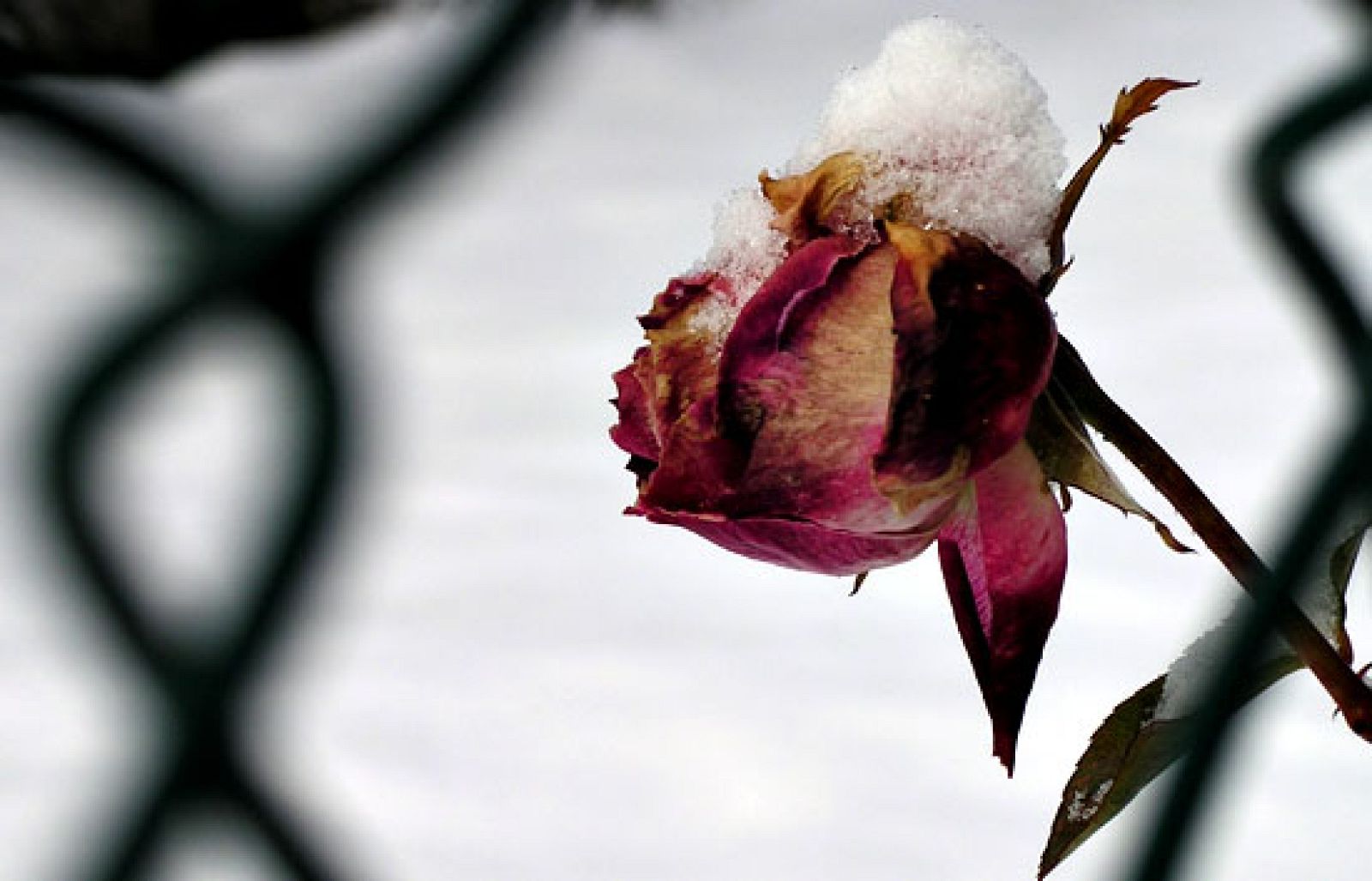 La nieve, protagonista del día