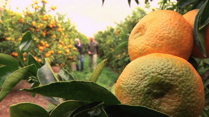 Aquí la Tierra - ¿Cuántos tipos de mandarinas conoces?