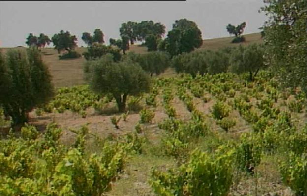 Reporteros del Telediario - Cambio de norma de los pesticidas