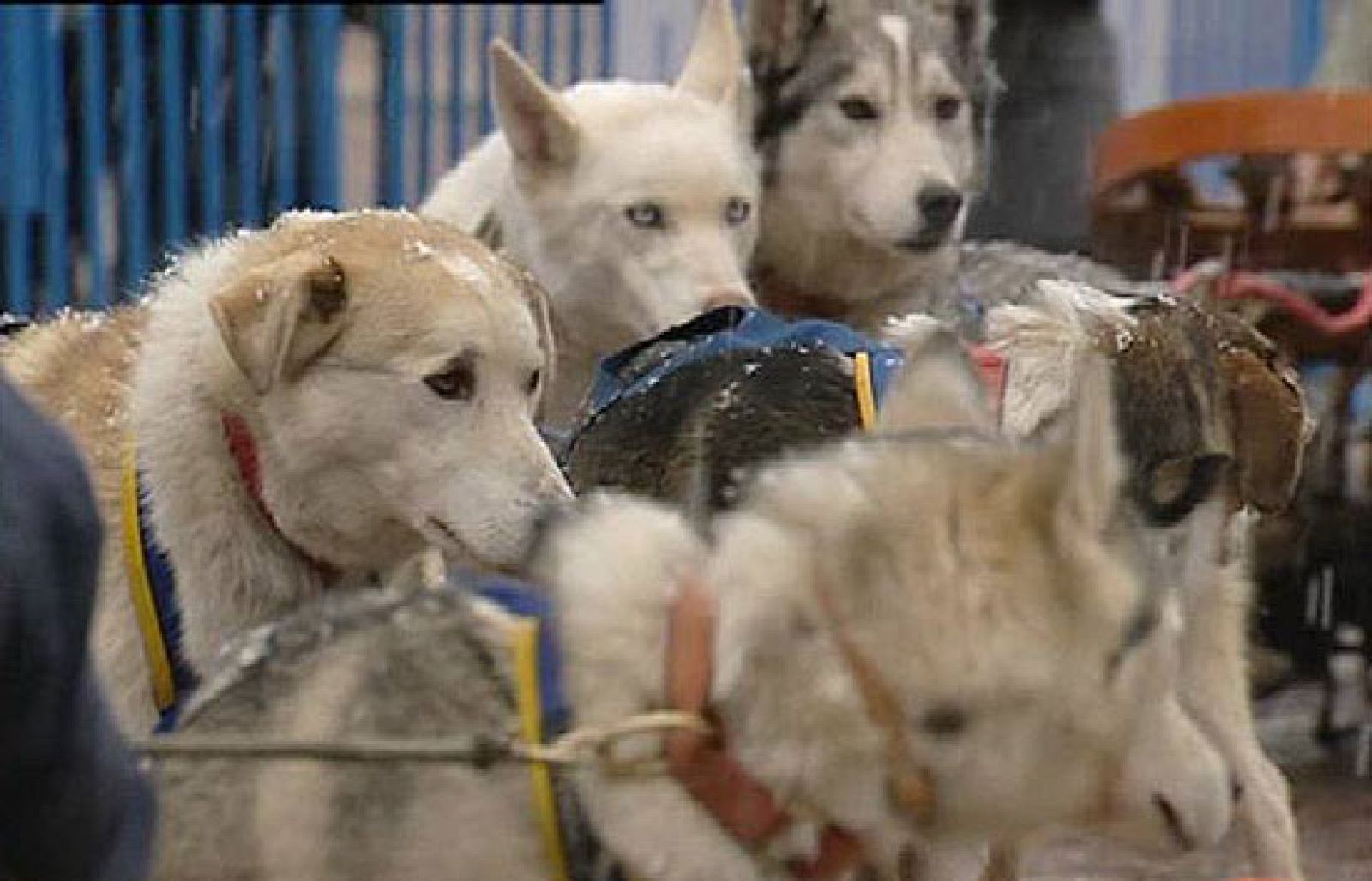 Como todos los años vuelve Pirena. Esta edición 2009 ha sido presentado en el centro de Madrid.