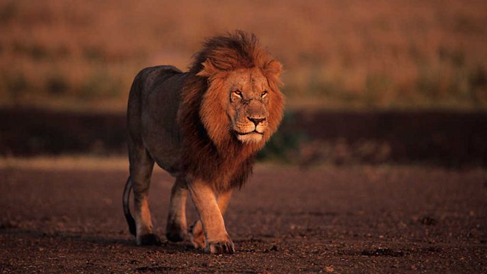 Grandes documentales - Juego de leones