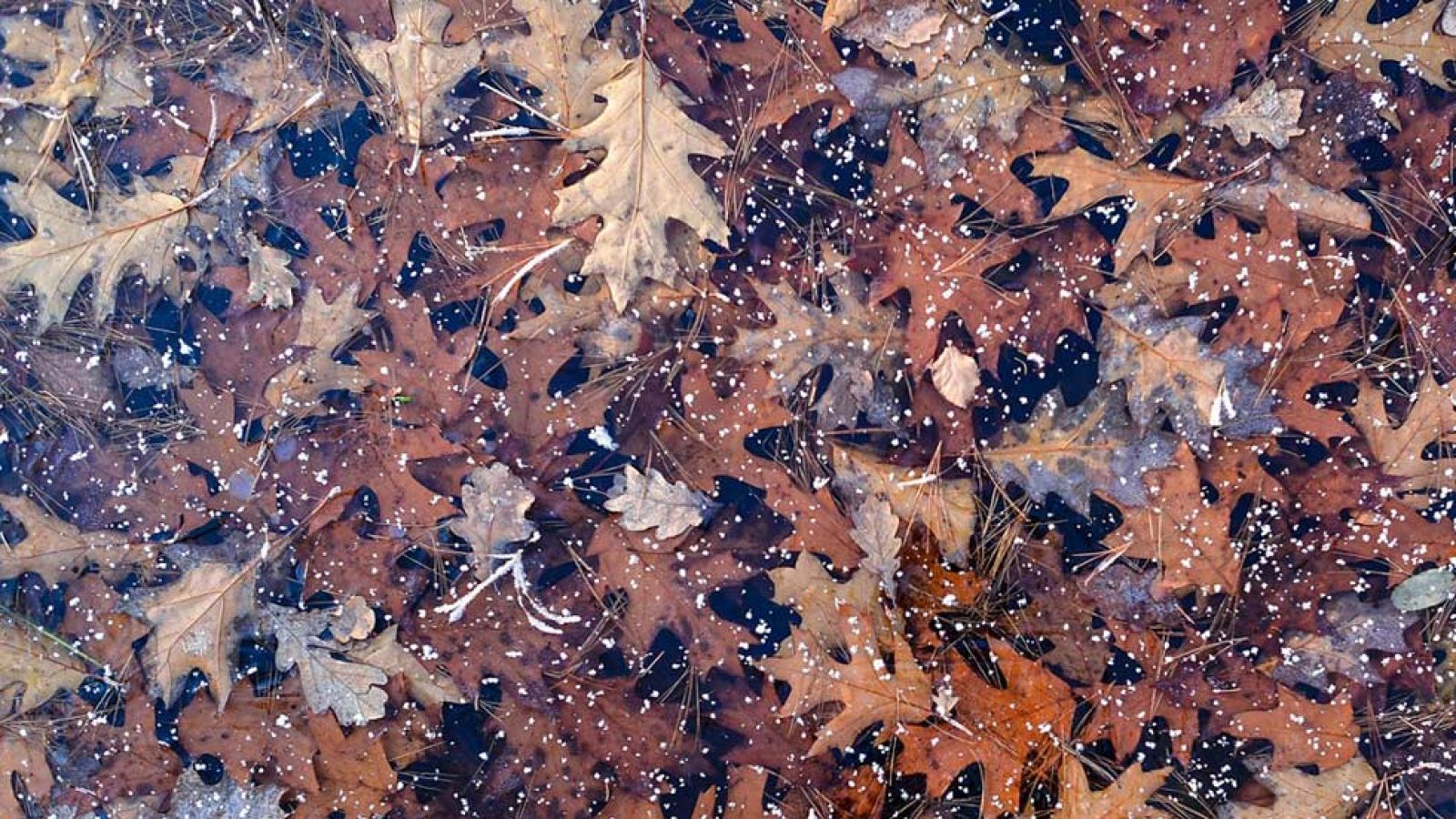 Cinco provincias del sur en riesgo por vientos y oleaje