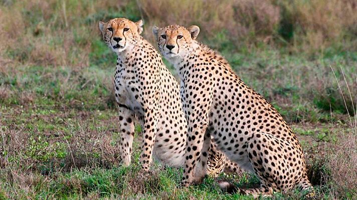 Grandes documentales - Sobrevivir en el Serengeti