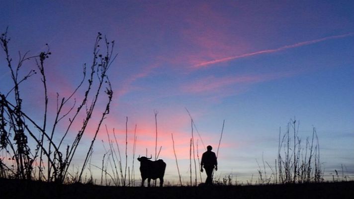 Aquí la Tierra - ¿Por qué la vaca serrana es un animal único?