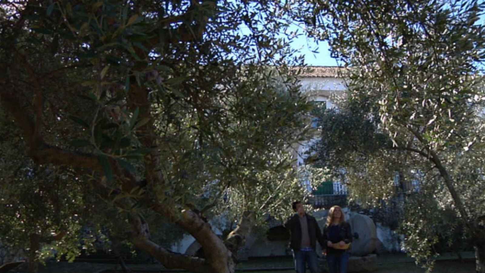 Una clase de aceitunas