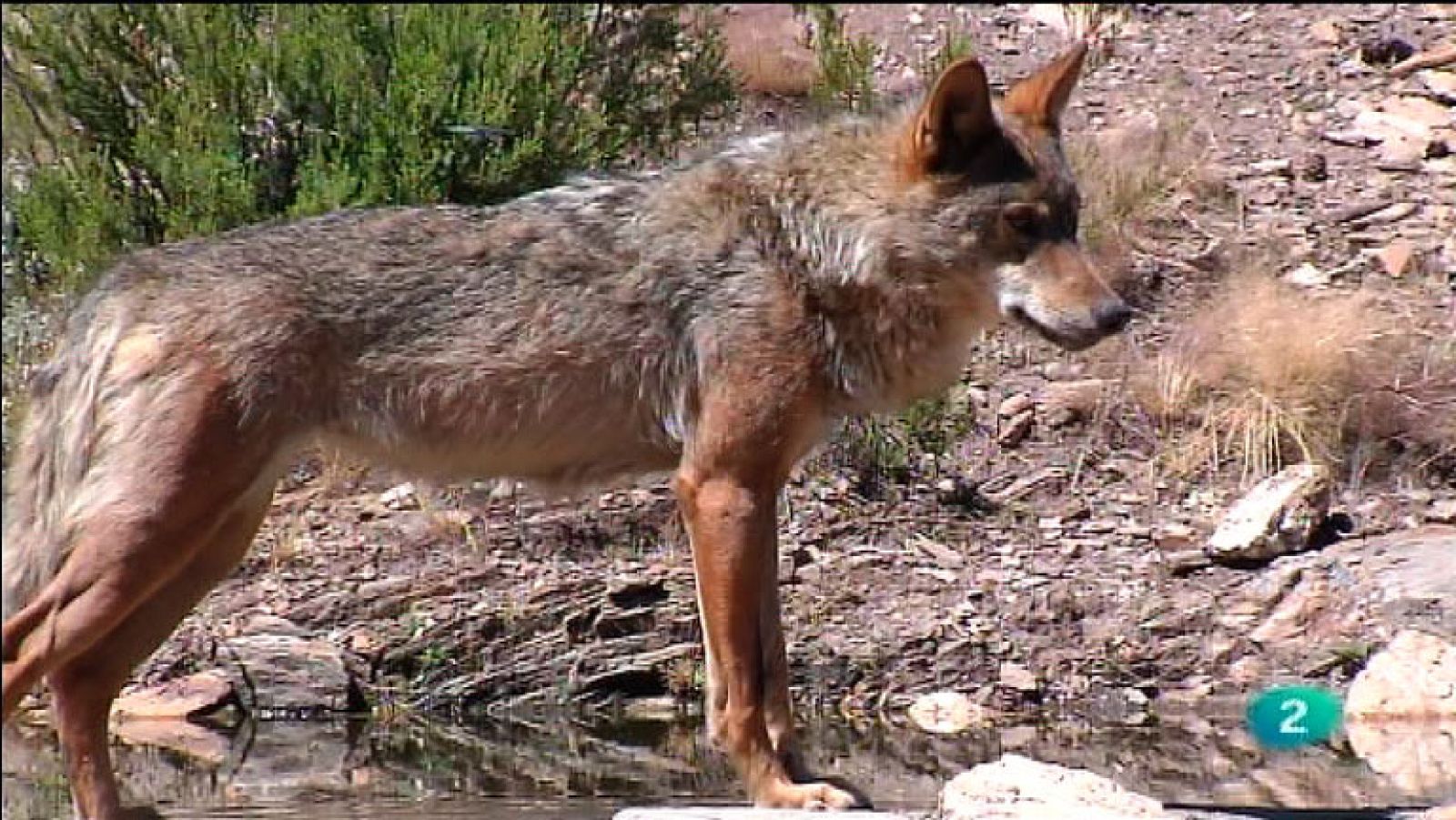 La Aventura del Saber. TVE. El Centro del Lobo Ibérico