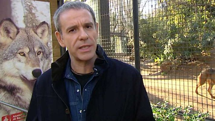 El escarabajo verde - El lamento del lobo