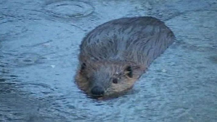 Telediario 1 - Argentina planea sacrificar 100.000 castores para evitar la destrucción de los bosques de Tierra de Fuego