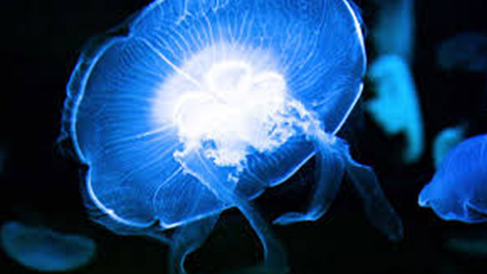 Grandes documentales - África Salvaje: El acuario - ver ahora