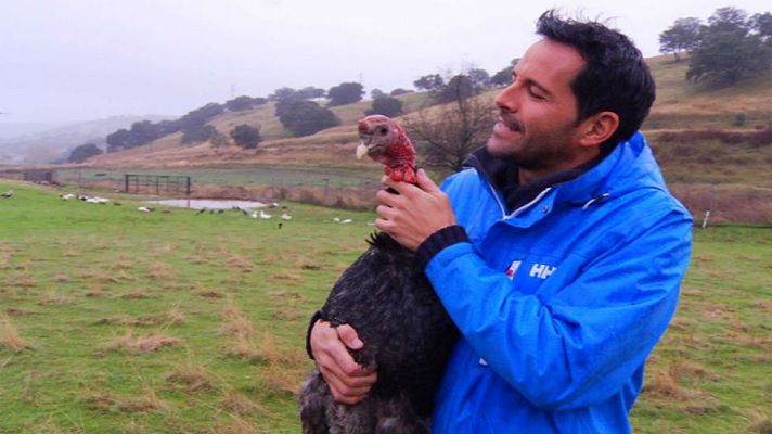 Aquí la Tierra - Lo que no sabías sobre los pavos