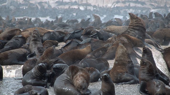 Grandes documentales - África Salvaje: Focas