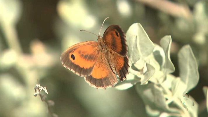 El escarabajo verde - Alas de luz