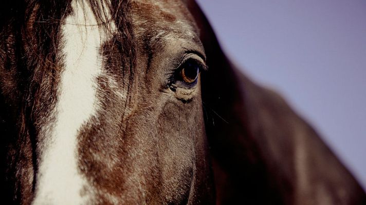 Telediario 1 - Preparación y cuidados de los animales del toreo a caballo