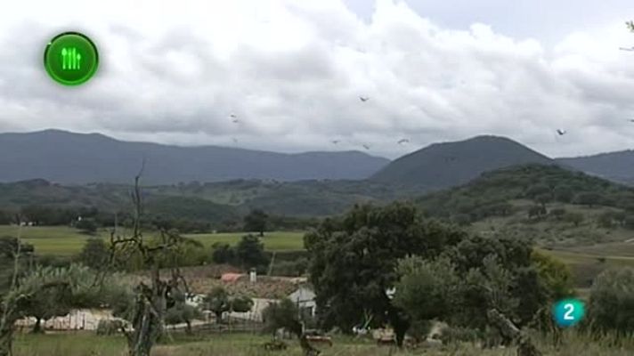 Agrosfera - Oveja grazalemeña