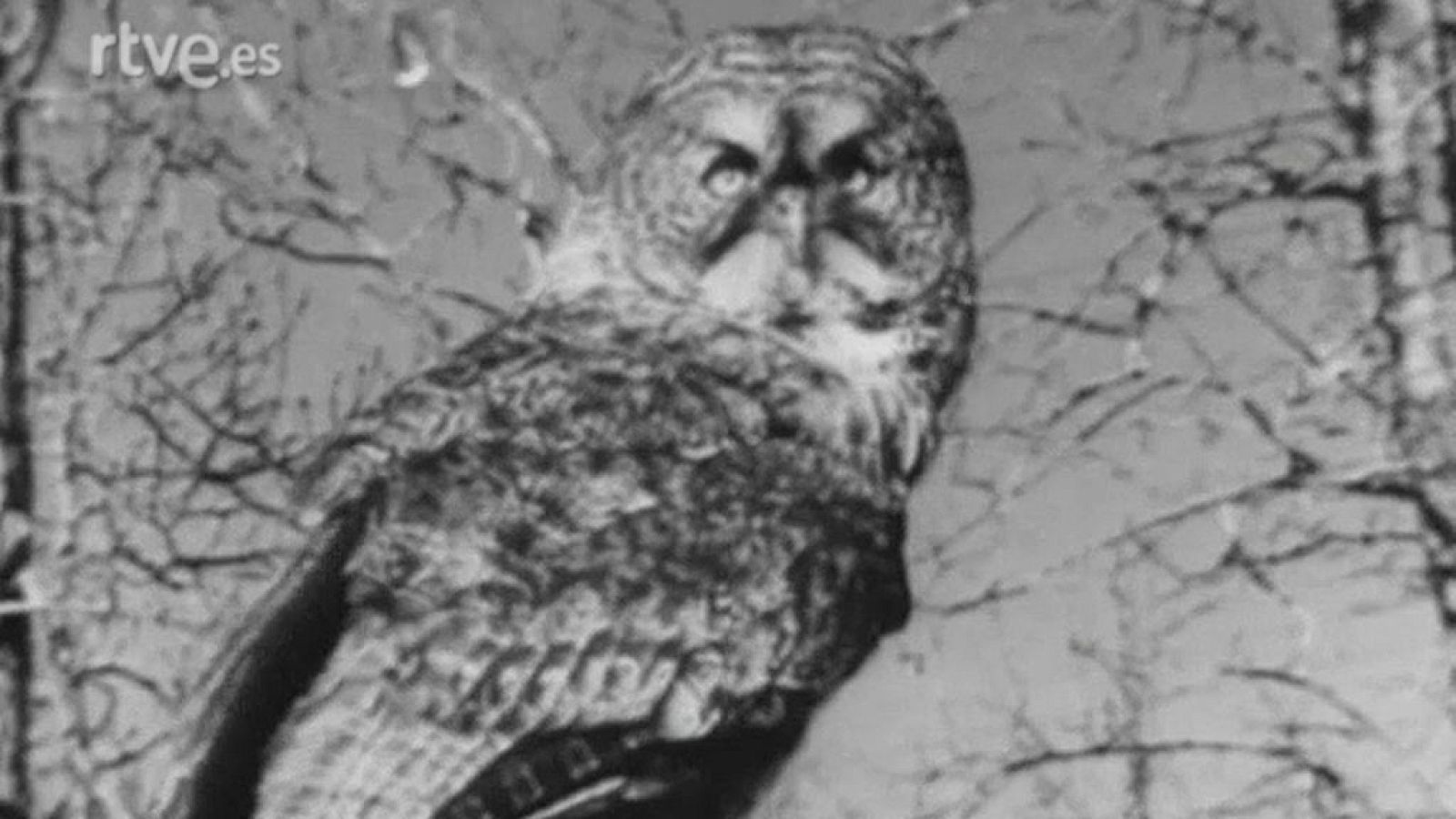 El planeta azul - Brooklyn