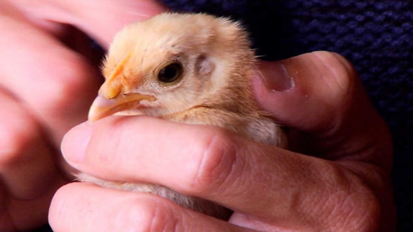 Aquí la Tierra - 13/12/16 - ver ahora