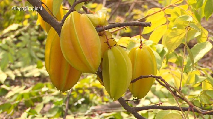 Repor - Boom tropical