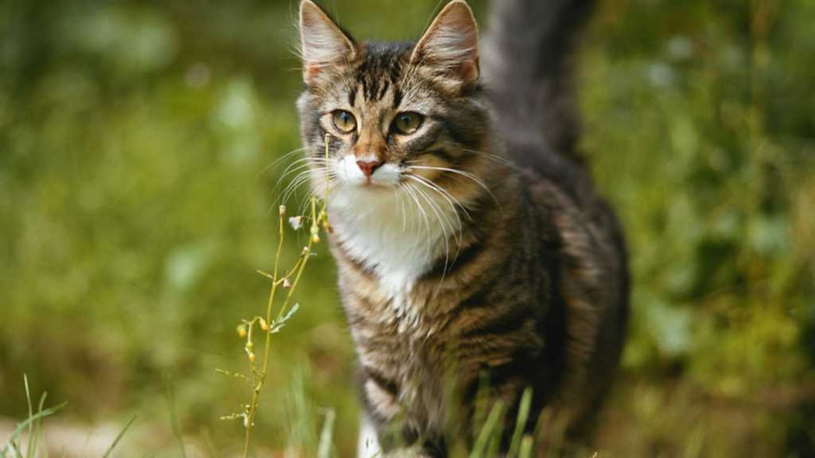 Otros documentales - Animales que cambiaron la historia: Compañía - ver ahora