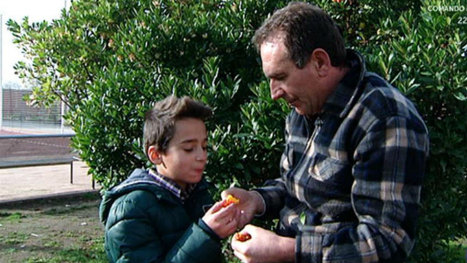 ¿Has probado el madroño?