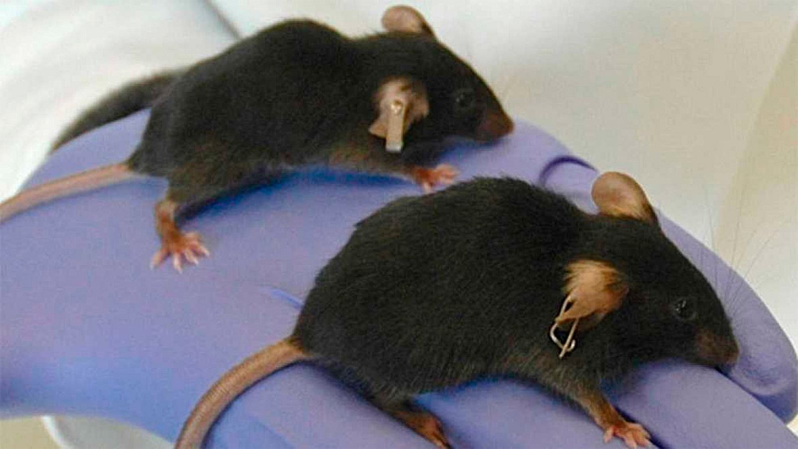 Un equipo internacional logra frenar los daños del paso del tiempo en ratones