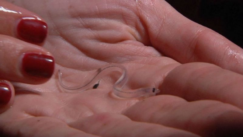 Aquí la tierra - Así se pescan las angulas