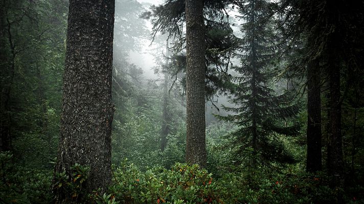 Telediario 1 - La TV rusa prepara un 'reality' al estilo de 'Los juegos del hambre'