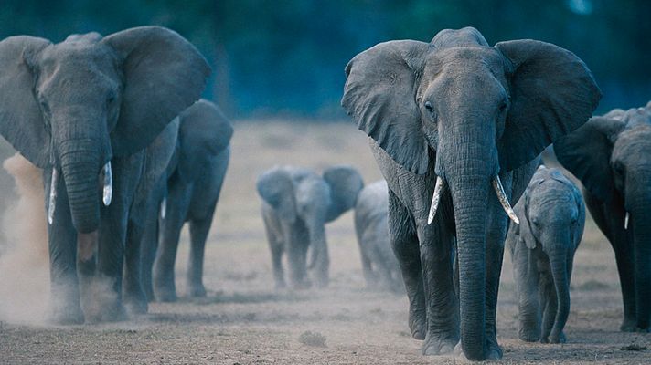 Grandes documentales - La marcha de los elefantes