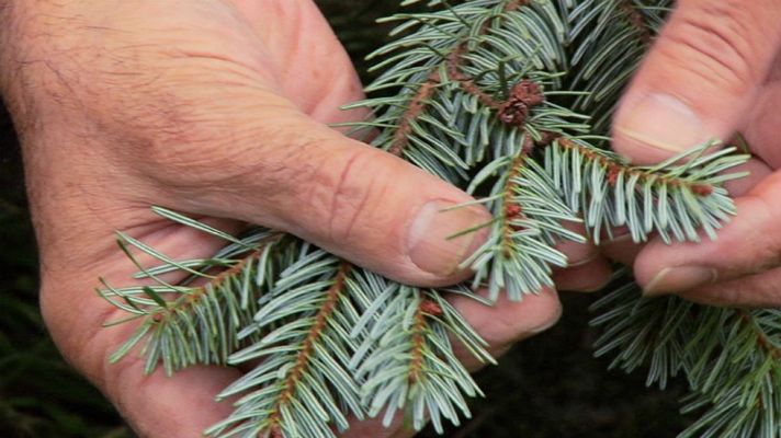 Aquí la Tierra - Coronas de naturaleza