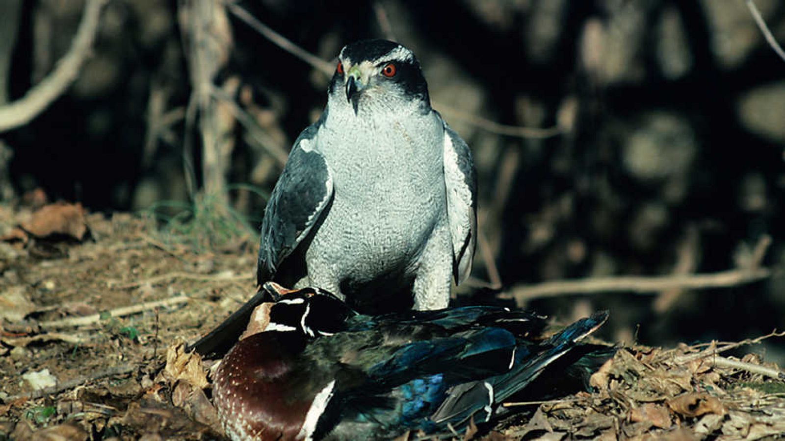 Grandes documentales - Los verdaderos Angry Birds - ver ahora