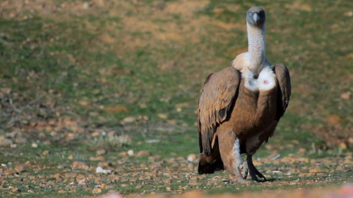Aquí la Tierra - Luismi y los juegos del hambre