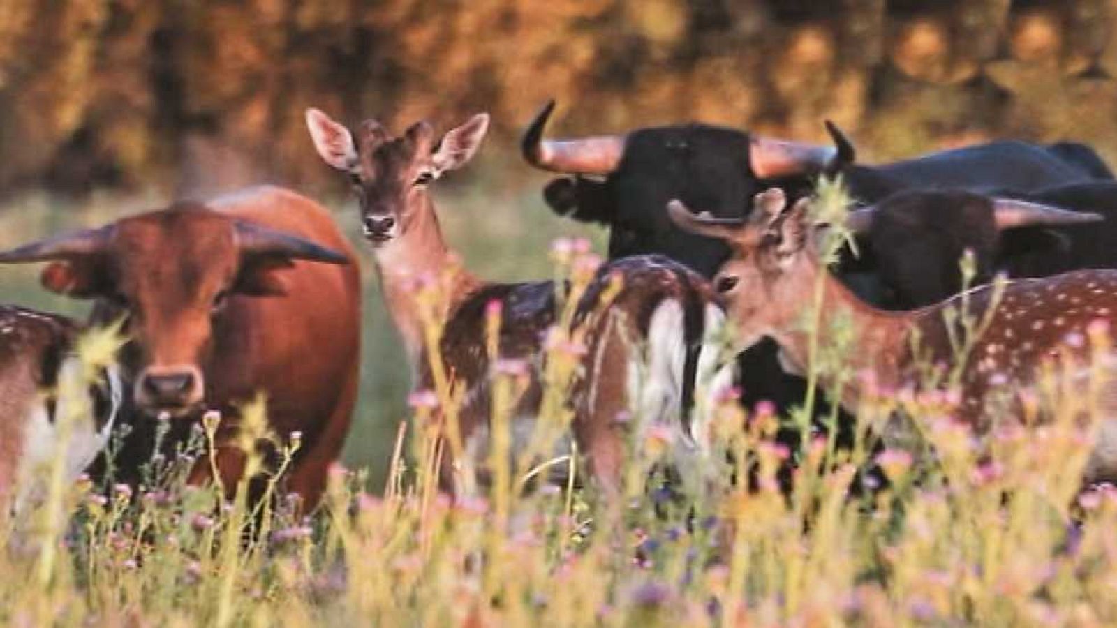 Tendido Cero - 24/12/16 - ver ahora