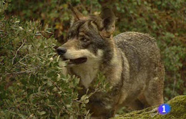 Ciencia y tecnología en Rtve.es - Caza del lobo