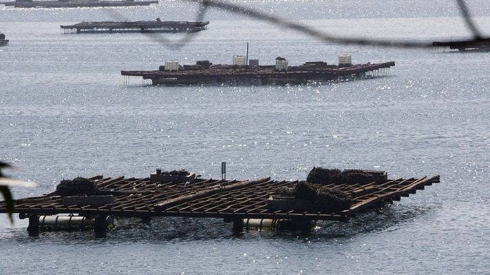 Telediario 1 - España es el primer productor europeo en acuicultura