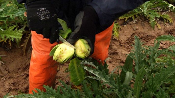 Aquí la Tierra - Una alcachofa con nombre y apellidos