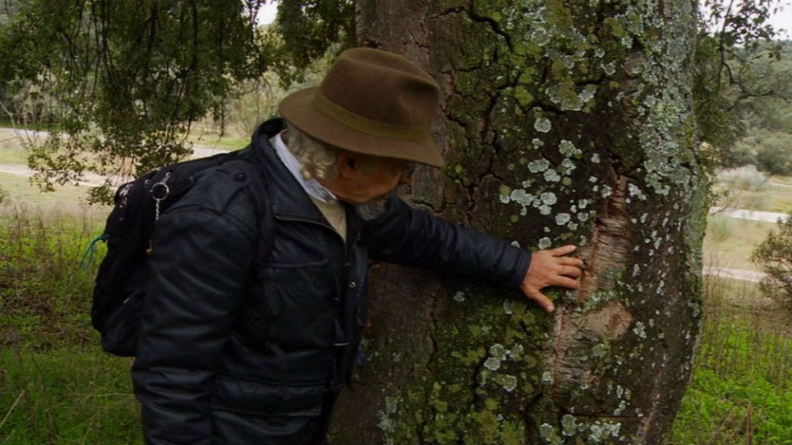 El alcornoque, un aliado de la salud