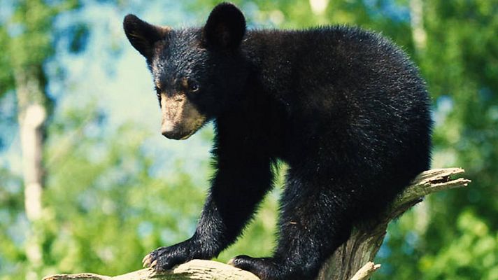 Grandes documentales - Aprendiendo a ser osos
