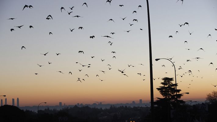 Informativo de Madrid - El Tiempo en la Comunidad de Madrid - 29/12/16