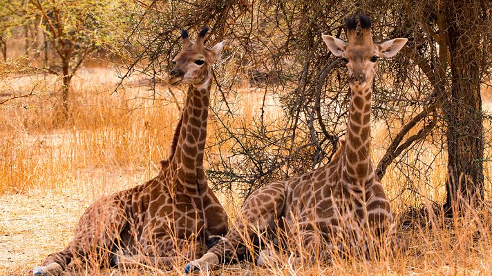 Grandes documentales - Jirafa, una mirada íntima desde las alturas