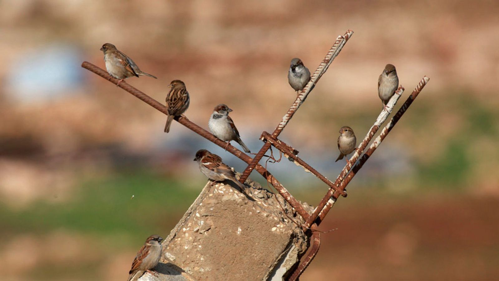 Heladas y nieblas darán la bienvenida a 2017