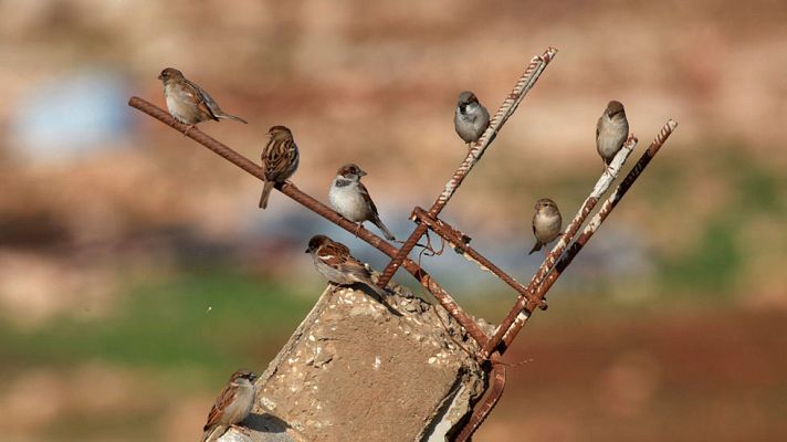 El tiempo - Heladas y nieblas darán la bienvenida a 2017
