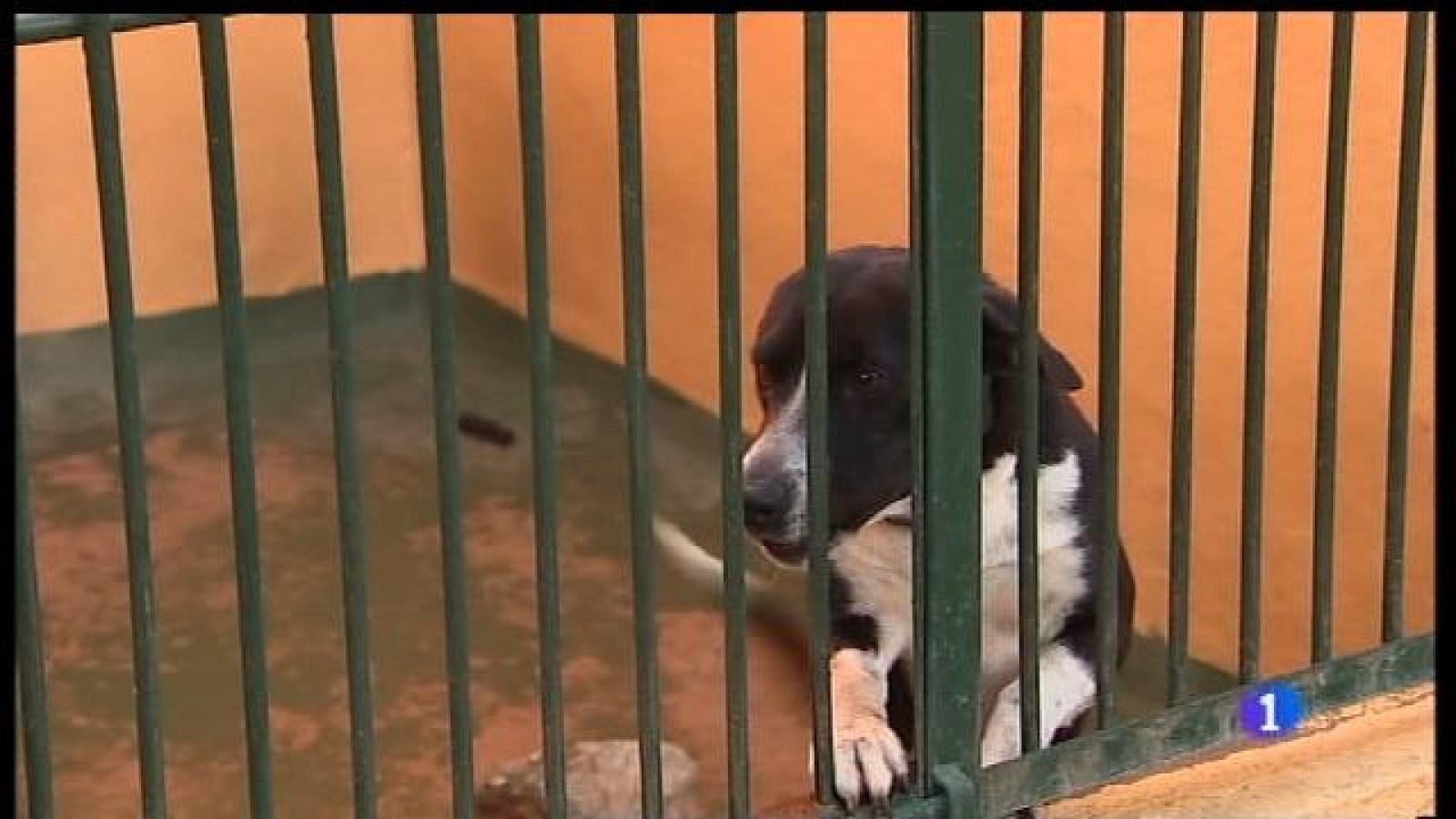 Campanya per concienciar sobre regalar mascotes per Nadal