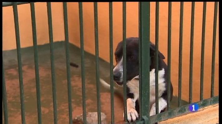 Informatiu Balear - Campanya per concienciar sobre regalar mascotes per Nadal