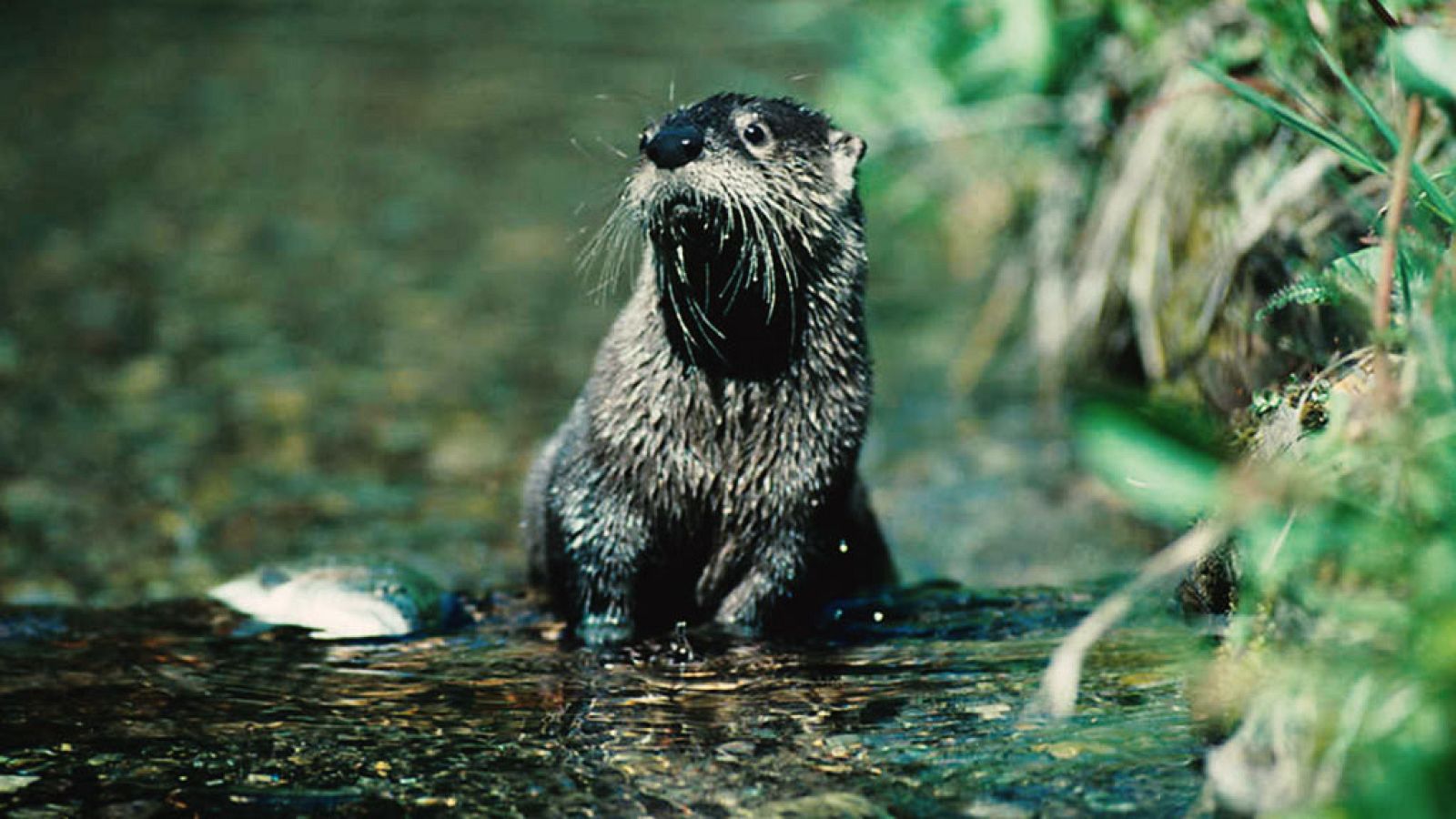 Grandes documentales - Parques nacionales norteamericanos: Olympic - ver ahora