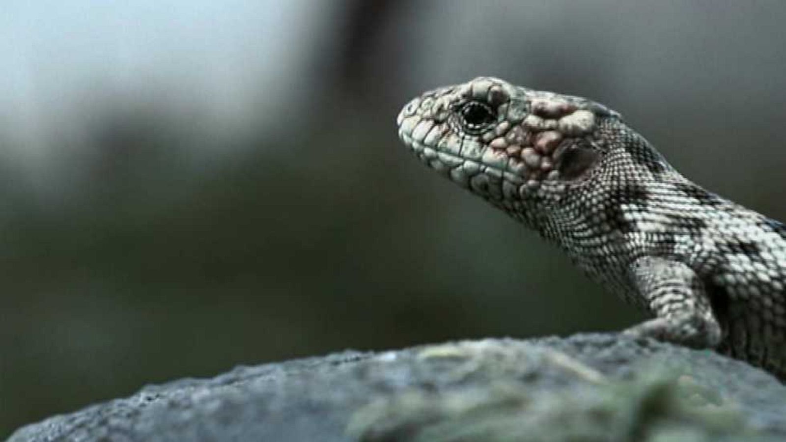 Documaster - El planeta humano - ver ahora