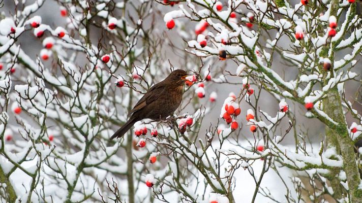 El tiempo - Nuboso o con intervalos nubosos en Pirineos y Canarias occidentales