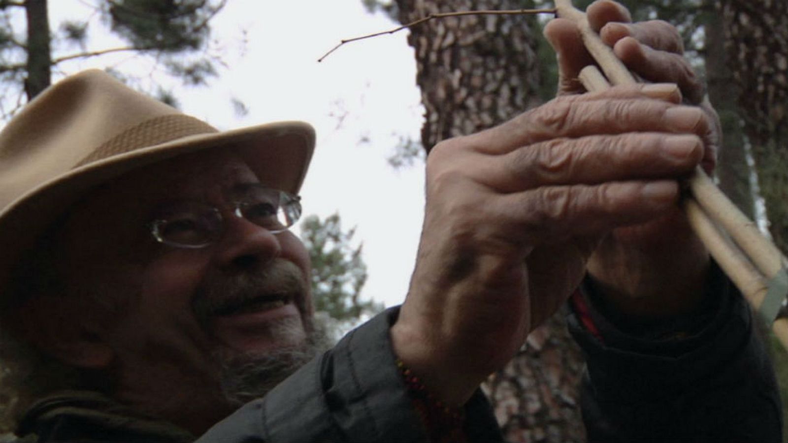 Cómo se planta un árbol | Ver