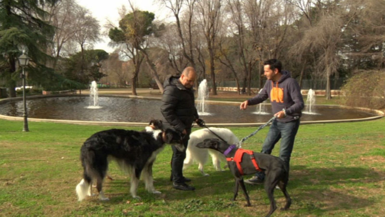 Lo que no sabías sobre el galgo