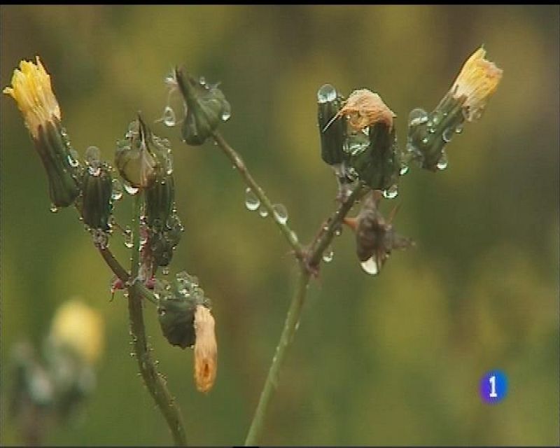 El tiempo en Asturias - 10/01/17 | Ver