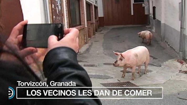 España Directo - España Directo - 10/01/17