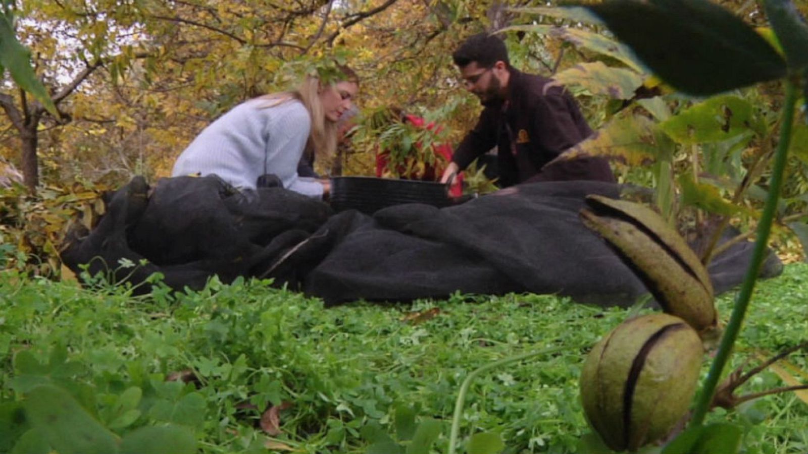 ¿Conoces esta nuez?